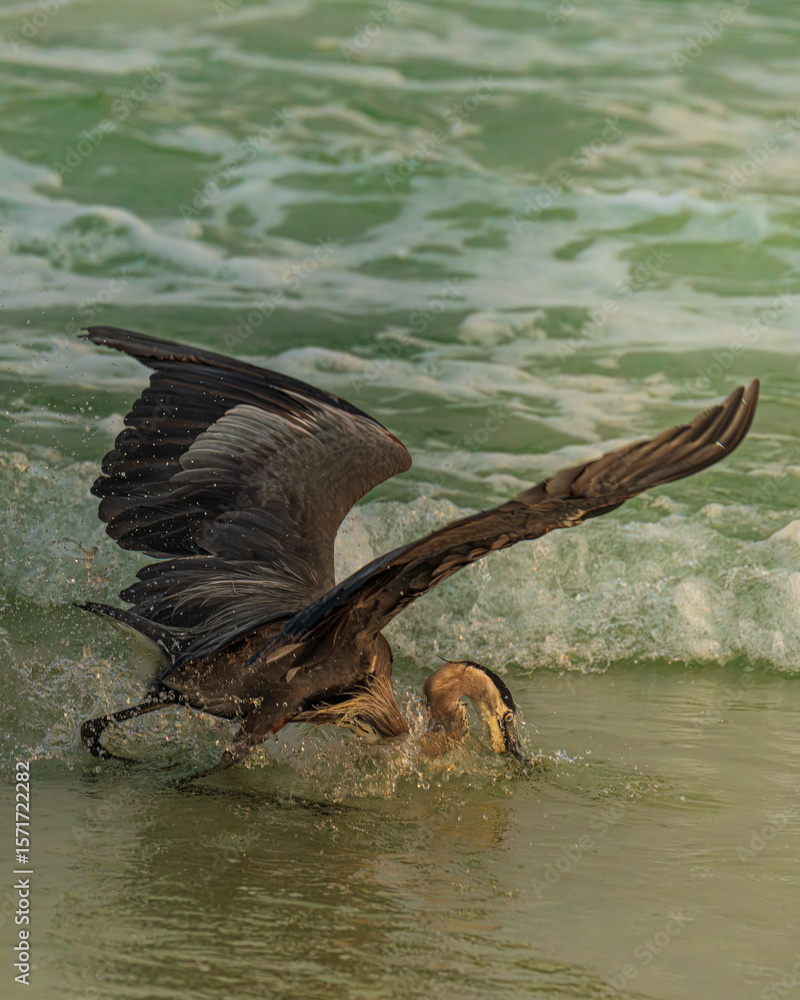 Fototapeta premium Coastal nature scene featuring a solitary great blue heron in motion. A calm and minimal moment from the shore, captured during golden hour.