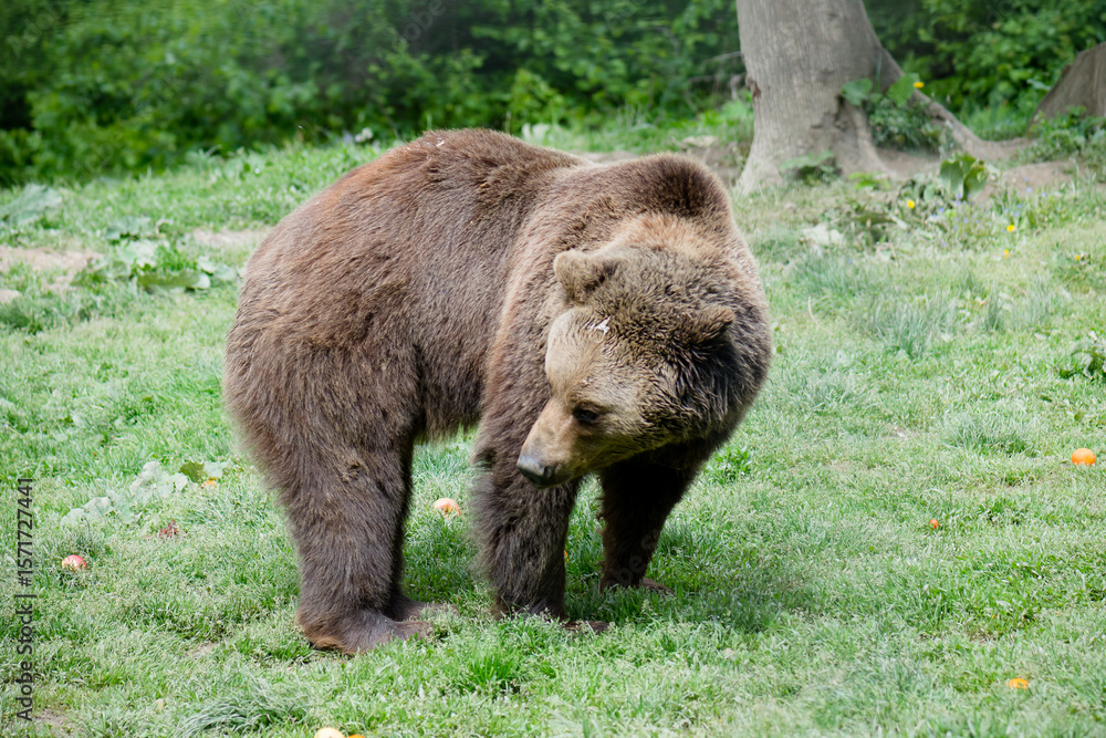 Fototapeta premium brown bear in the forest