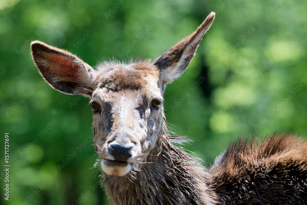 Fototapeta premium portrait of a giraffe