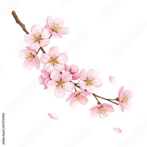 Delicate Pink Blossom Branch Watercolor Painting of Cherry or Plum Blossoms, Spring Floral Illustration