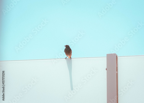 Mama Bird perched with insect, ready to feed baby bird