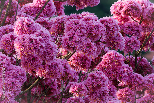 close up of pink trumpet tree flowers