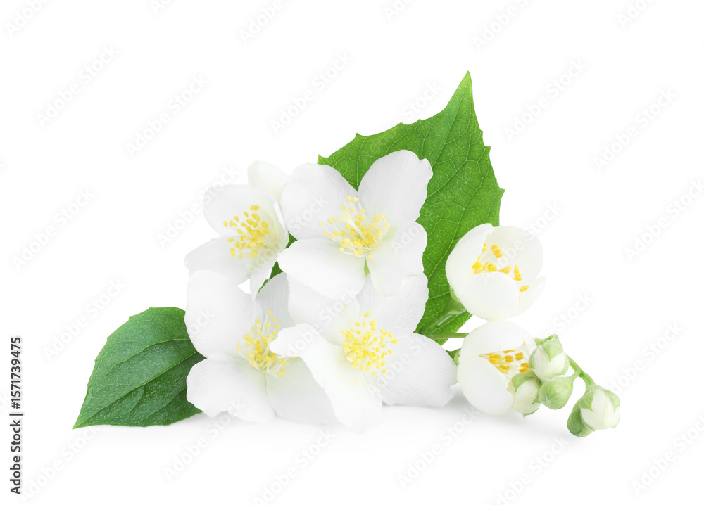 Fototapeta premium Beautiful jasmine buds with green leaves isolated on white