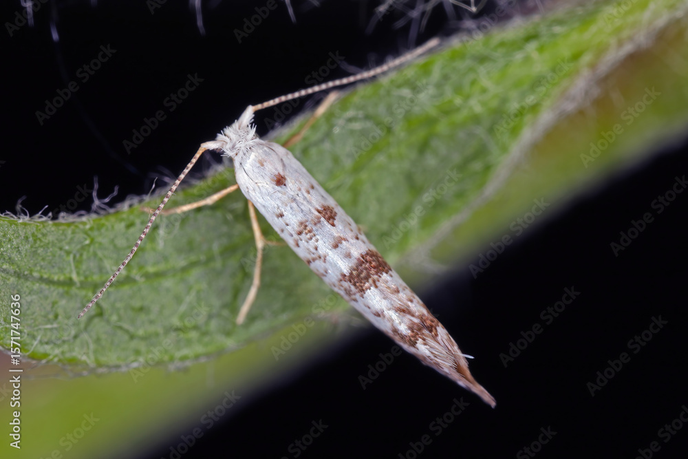Naklejka premium Apple blossom tineid, Argyresthia curvella. The caterpillars feed on Malus (apple) trees, where they eat the blossoms
