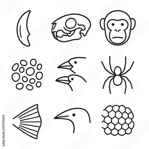 Zoological Order Icons. Outline style icons of Zoological Orders: carnivore tooth, rodent skull, primate face, insect leg detail,