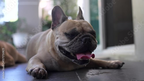 French Bulldog with erect ears lying down on a dark surface, panting with its pink tongue extended