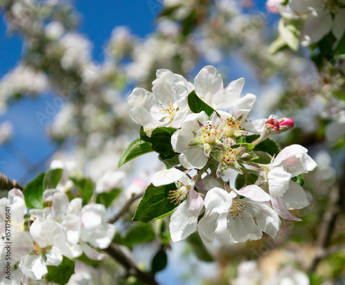 Blossoming branch of apple tree in spring. Close-up