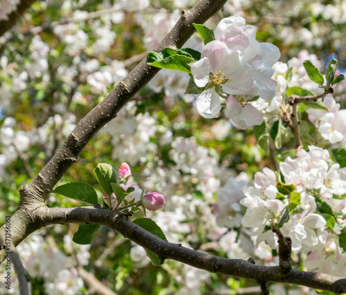 Blossoming branch of apple tree in spring. Close-up