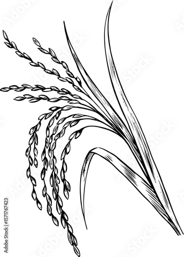Rice stalks. Black and white graphics, vector illustrations. Design element for menus, recipes, and cookbooks. For banners, flyers, packaging, labels, and more.