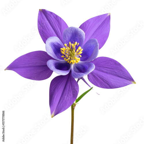  Single Purple Columbine Flower with Long Spurred Petals, isolated on a transparent background