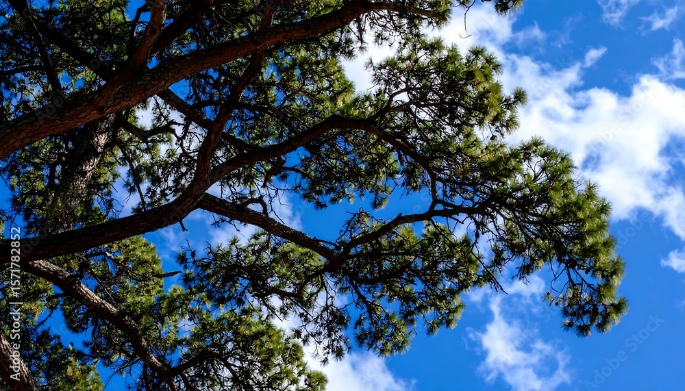 Obraz premium Pine tree branches reaching towards a partly cloudy sky