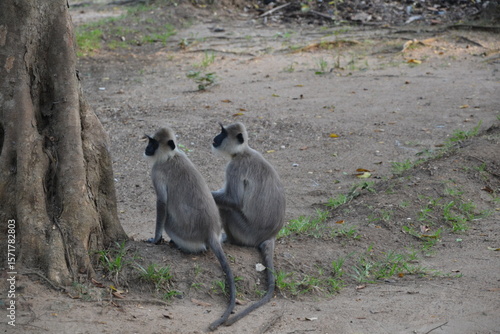 2 singes langur gris touffu (emnopithecus priam) assis l’un à côté de l’autre près d’un arbre