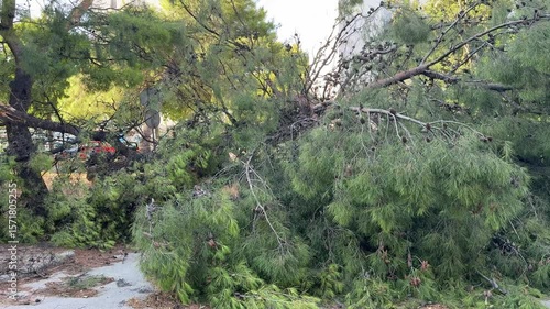 Massive fallen pine tree sprawling across ground following destructive hurricane, revealing extensive damage to urban vegetation in Split, Croatia's Mediterranean landscape