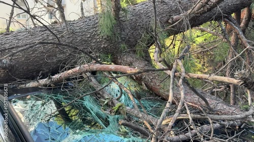 Destructive hurricane aftermath showing massive pine tree collapsing onto parked vehicle in urban residential street of Split, Croatia, revealing severe weather's devastating impact