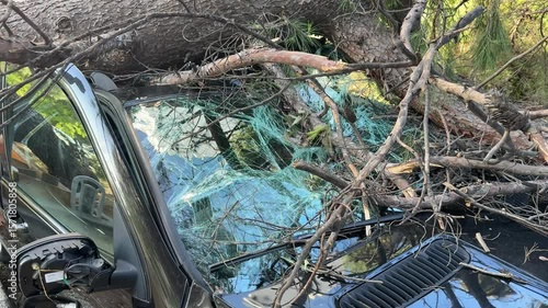 Pine tree crashing onto parked car, shattering windshield and denting hood after powerful hurricane sweeping through Split, Croatia, revealing destructive force of extreme weather conditions
