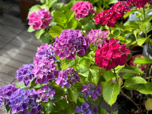 Beautiful blooming vibrant pink purple Hydrangea flowers in decorative grey flower pots in balcony terrace garden in spring summer time close up