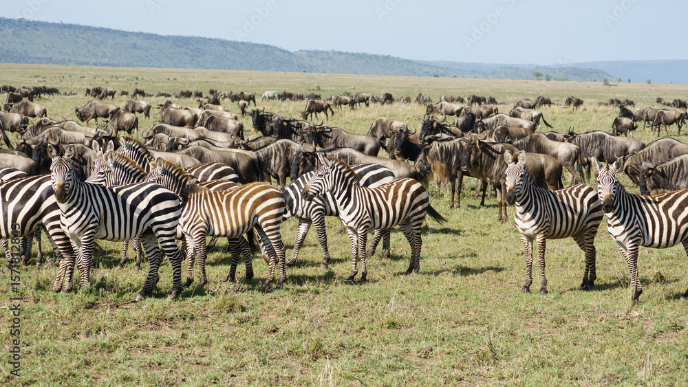 Obraz premium Zebras and Wildebeests Grazing Together in the Beautiful African Savannah Landscape Tansania Serengeti