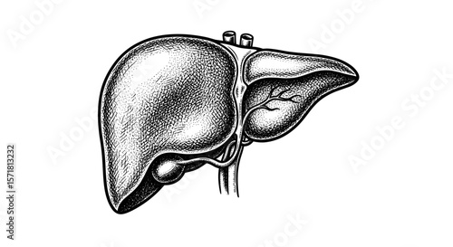 Vintage sketch doodle human liver