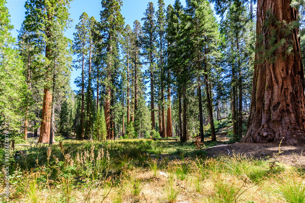 Fototapeta premium Lush Forest Scene