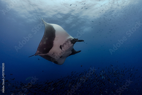 Oceanic Manta Ray in Galapagos 