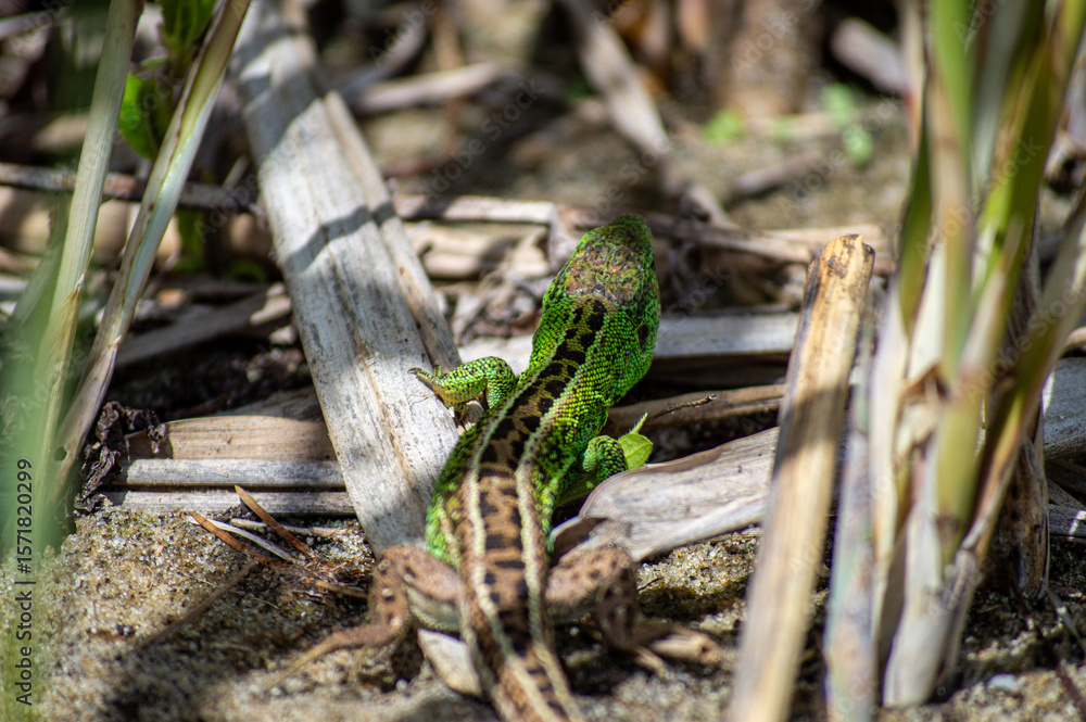 The lizard is quietly hiding among the tall green reeds, blending seamlessly into its natural habitat. The lizard is quietly hiding among the tall green reeds, blending seamlessly into its natural habitat.