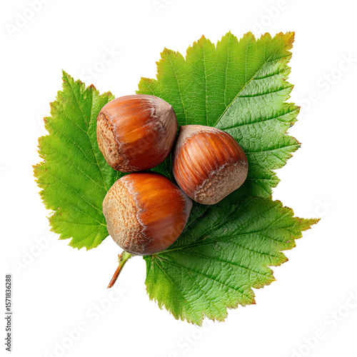 Three ripe hazelnuts rest atop a vibrant green leaf