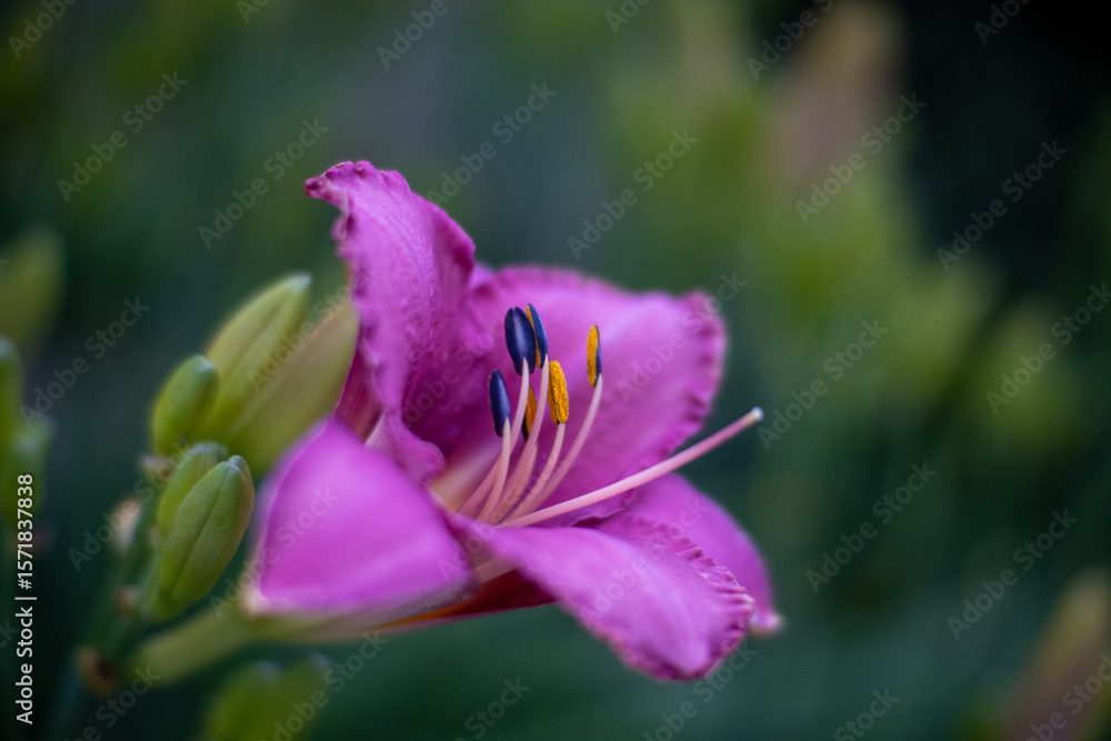 Fototapeta premium ピンクの花の写真