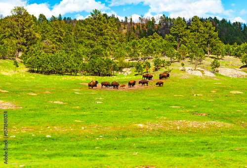 Bisons in the Wind Cave National park in South Dakota
