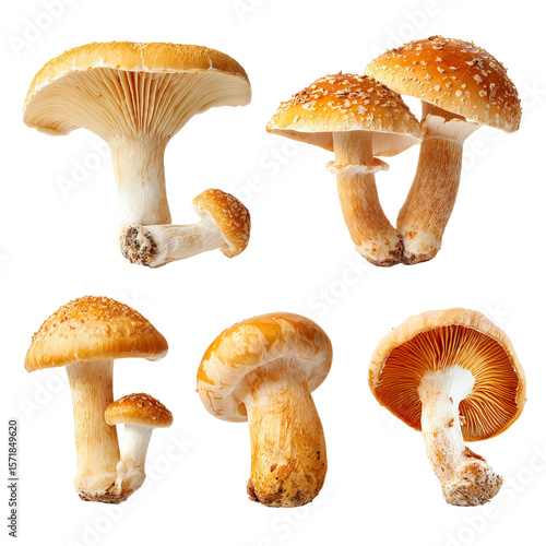 A close-up of various mushroom species, showcasing their unique textures and intricate details. The mushrooms are arranged in a visually appealing composition