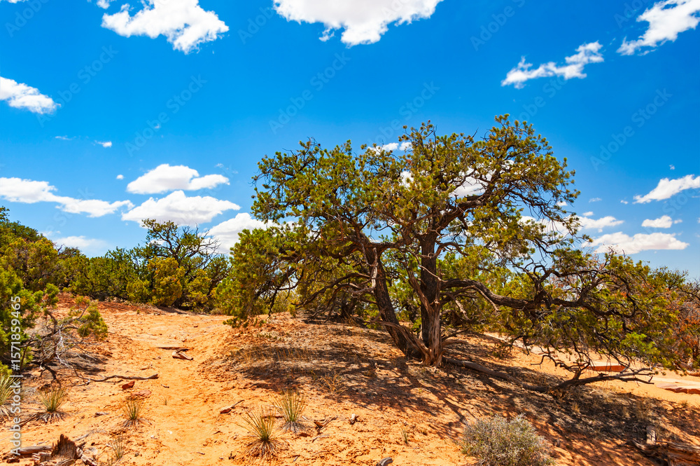 Fototapeta premium Canyonlands iin the State of Utah is a wilderness of countless canyons and fantastically formed buttes carved by the Colorado River