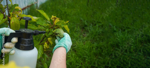 Insecticide treatment of a colony of aphids on a cherry tree. Fruit trees treatment from parasites attack. Garden problems and solution. Closeup.