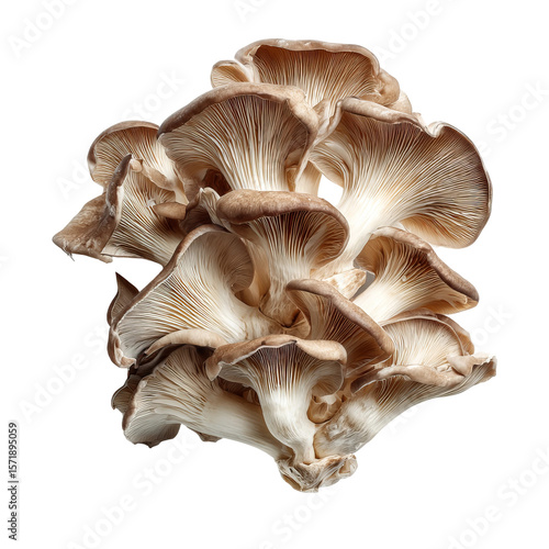 A cluster of oyster mushrooms, a culinary delight. The mushrooms have a unique fan-like shape and a delicate texture. The scene is captured from a high-angle perspective.