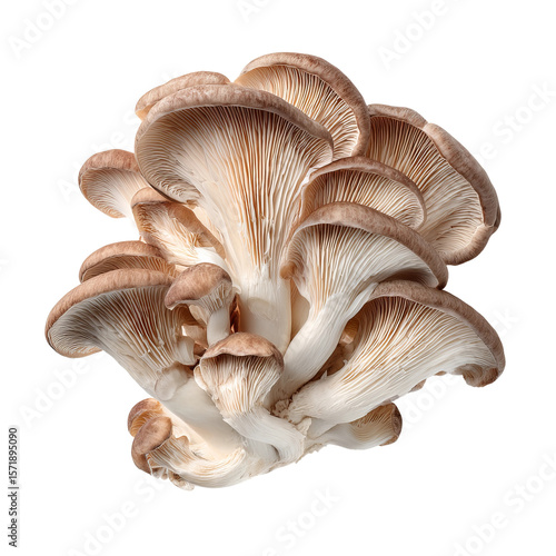 A cluster of fresh, organic oyster mushrooms