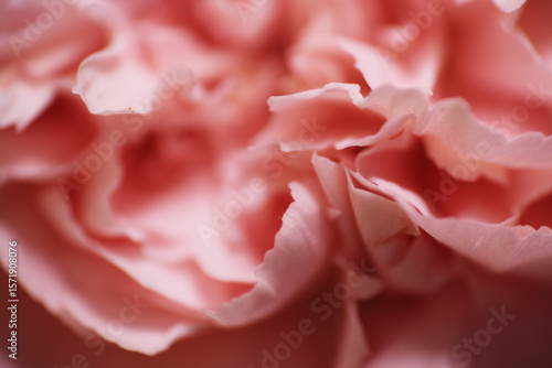 Macro shot of fresh flower petals with tiny mites on surface