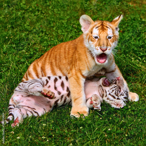 Canvas Print Tiger Cubs Play on Grass