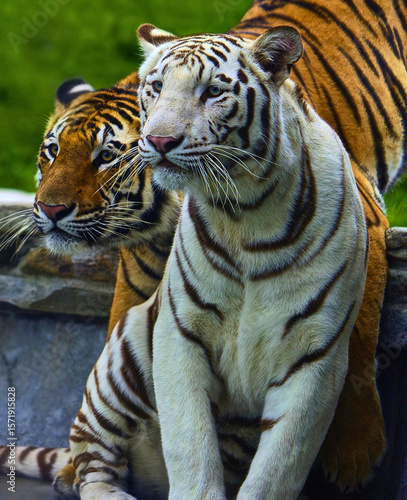 Sticker White and Orange Tigers Cuddled Together