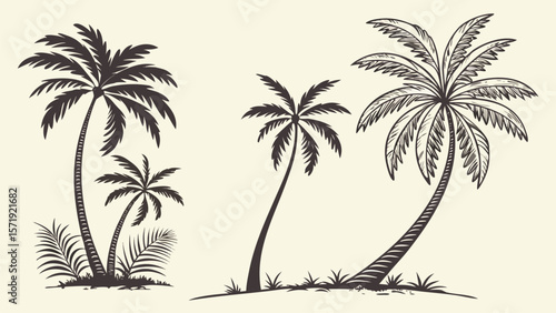 palm tree silhouette