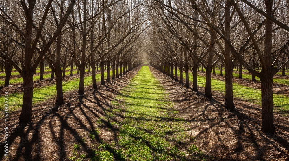 Fototapeta premium Rows of bare trees create a symmetrical pattern in a grassy orchard