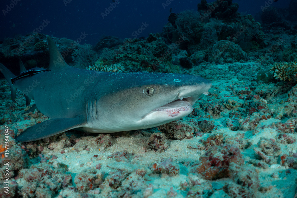 Fototapeta premium Whitetip reef shark with disease ion head