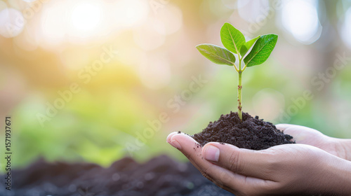 Wallpaper Mural A person is holding a small plant in their hand Torontodigital.ca