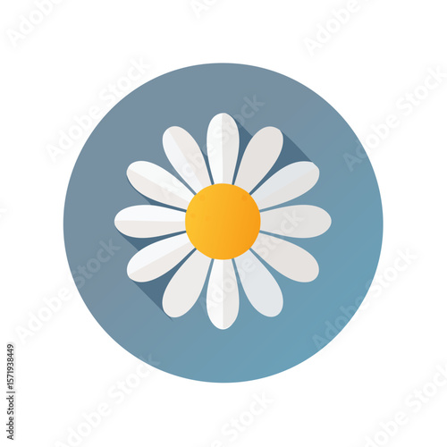 Daisy Flower Isolated on a ...