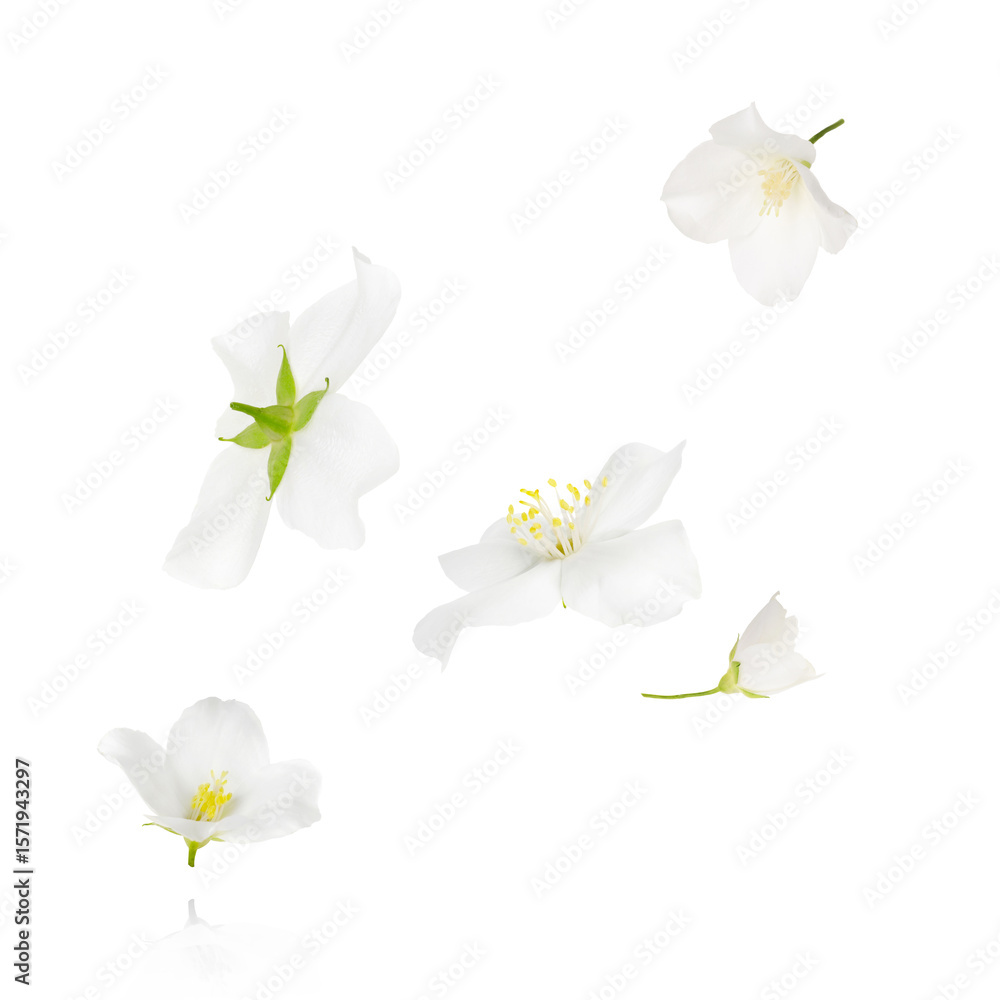 Obraz premium Beautiful jasmine flowers flying against white background