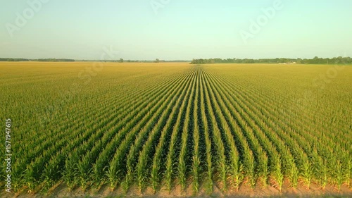 Green cornfield at sunset in golden hour, background