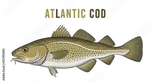 Atlantic Cod Isolated on White Background.