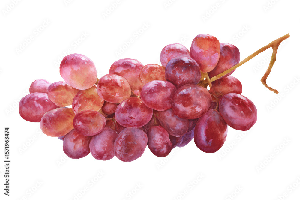 Fototapeta premium Champagne Grape Hand-Painted Symbol Transparent