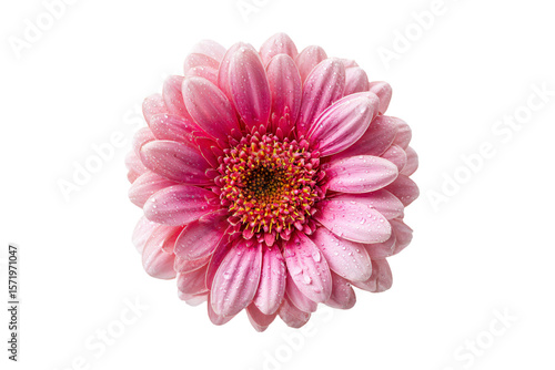 3D Render a pink flower with water droplets on it