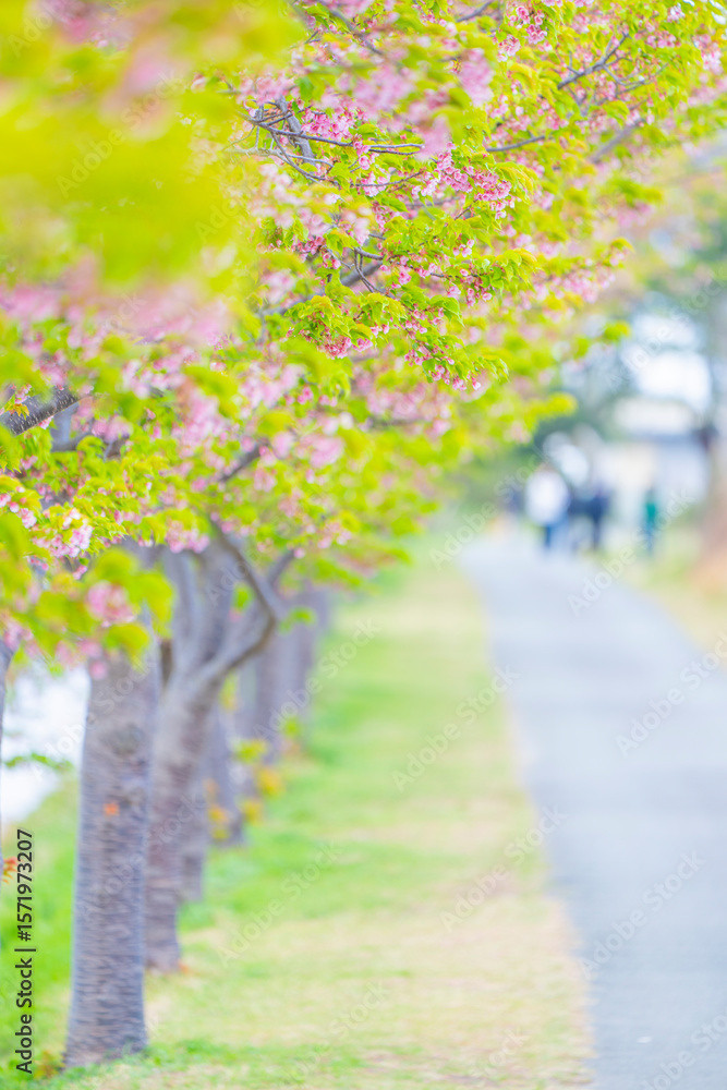 Naklejka premium 三重県松阪市 笠松河津桜ロード