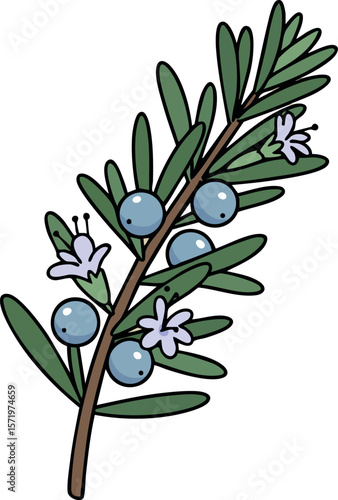 Juniper branch with blue berries and green leaves natural botanical illustration vector