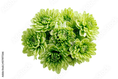 3D Render a bunch of green flowers on a white surface