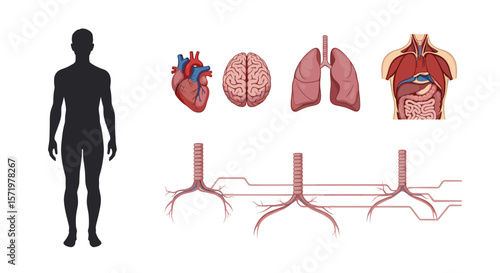 Human anatomy illustration showing silhouette heart brain lungs torso and trachea diagrams in detail view